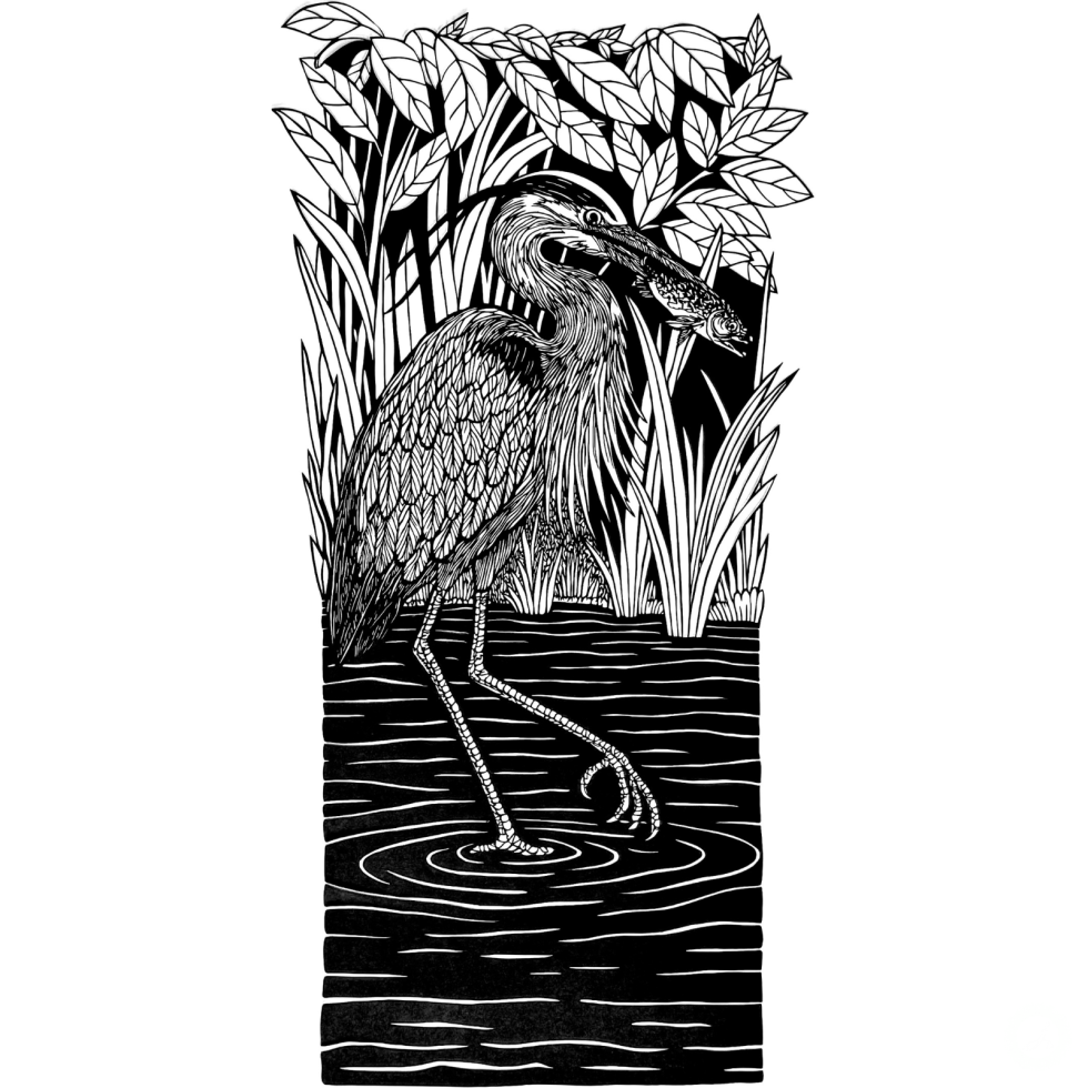 Heron With Fish